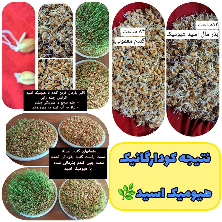 کود مایع هیومیک اسید کروا ۱ لیتر برای مزارع و درختان